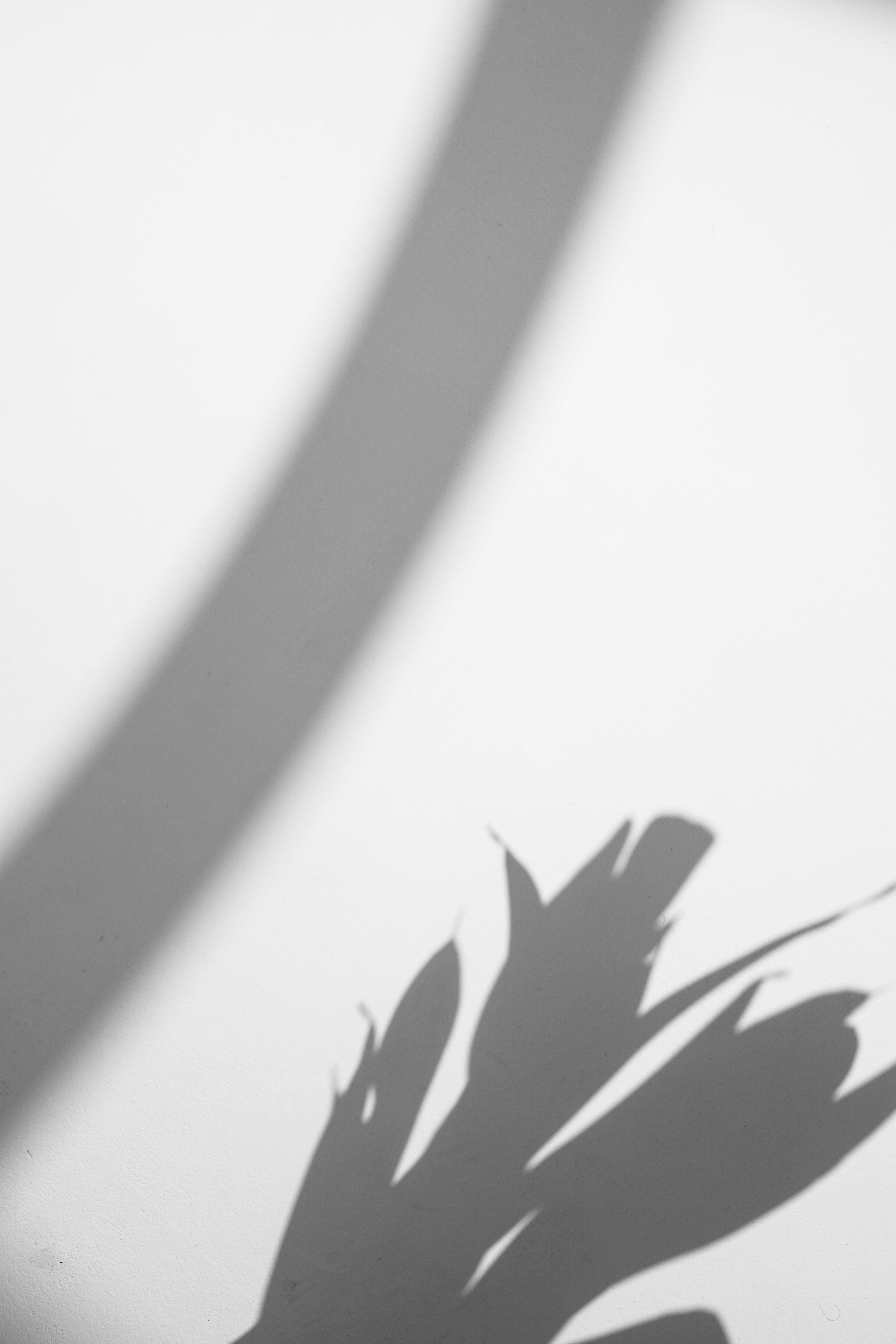 Shadow of Leaves on a Wall